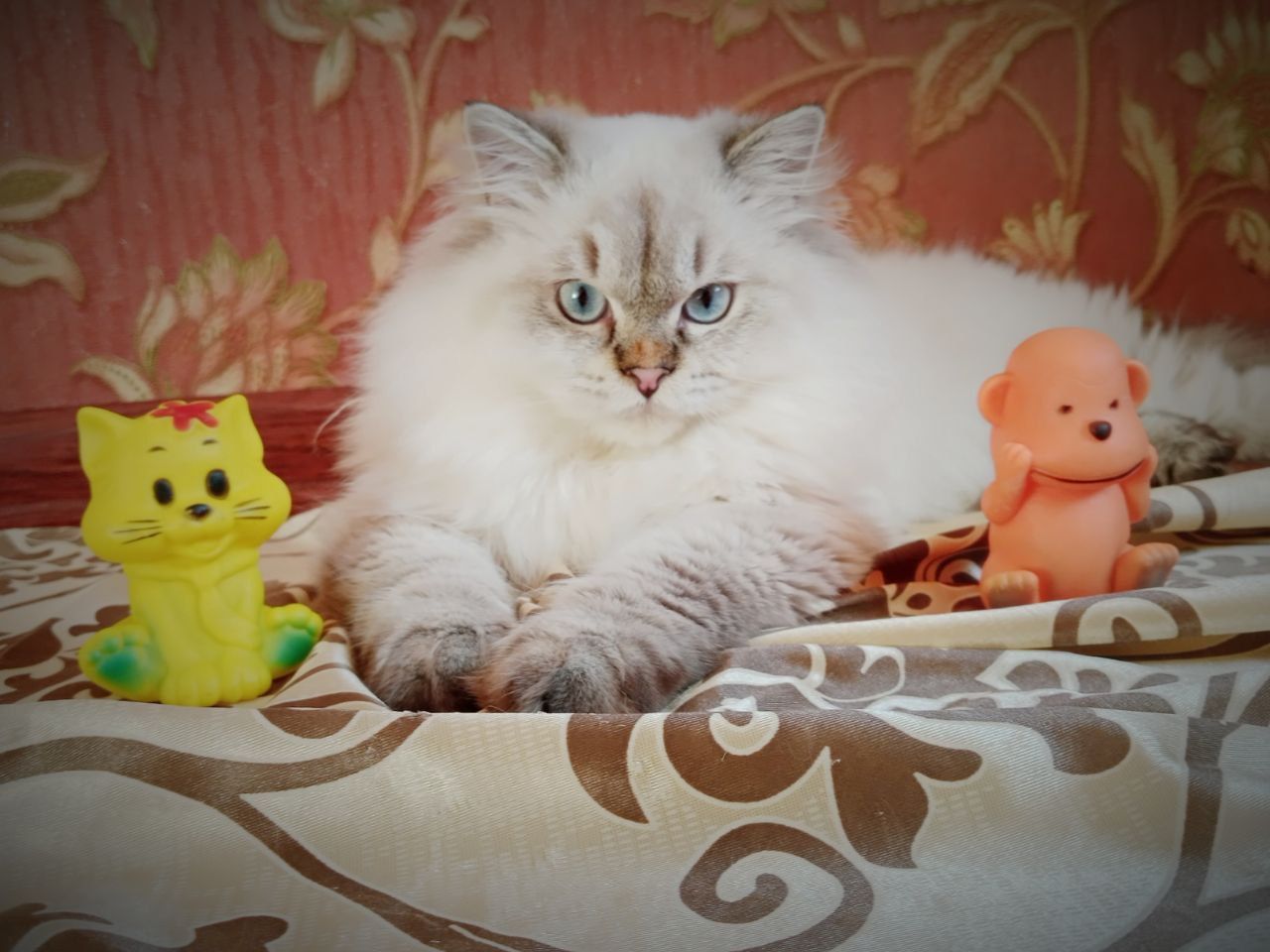 Вязка  Скоттиш Страйт Хайленд  Поинт