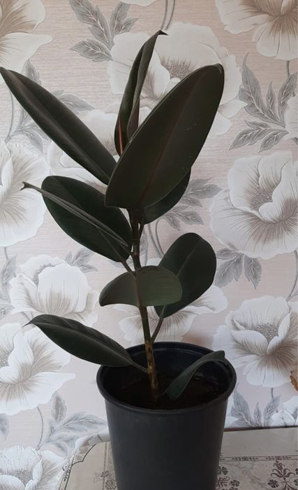 Фикус Эластика (Ficus elastica)