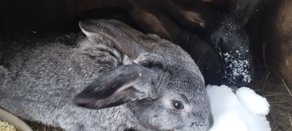 Продам кроликов не дорого