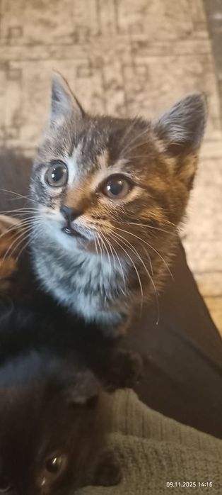 Отдам котят в добрые руки.