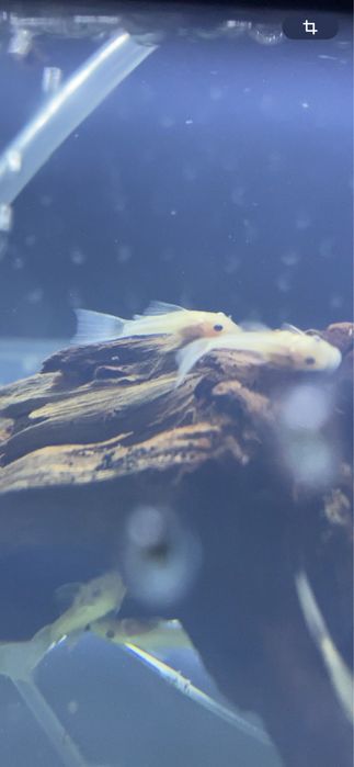 L144 blue eye longfin malyok