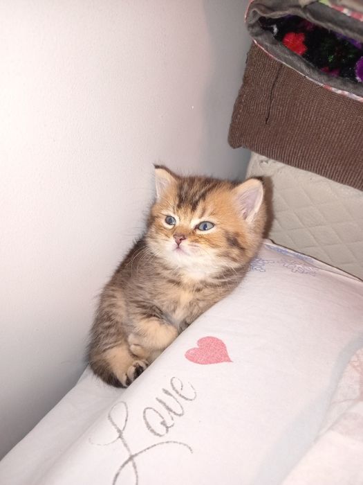 Шотландские чистокровные котята Золотая шиншилла