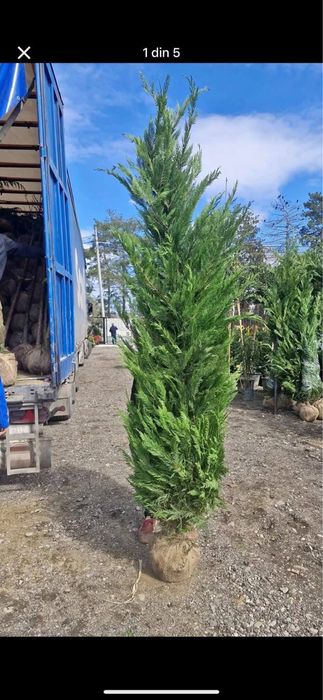 Leylandii tuia pin mestecan tei