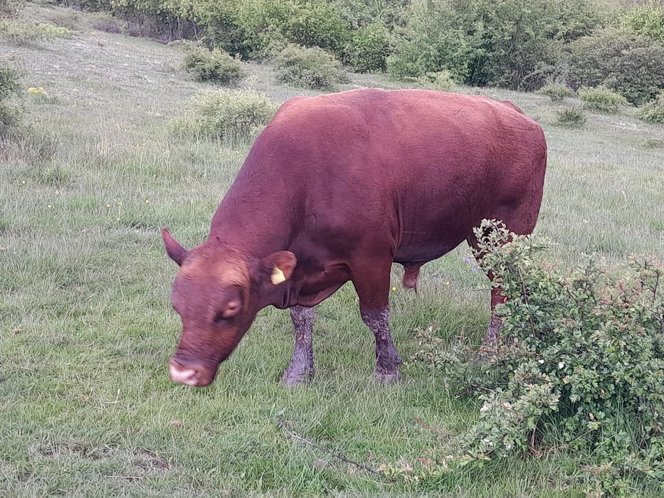 Taur angus cu pedigree