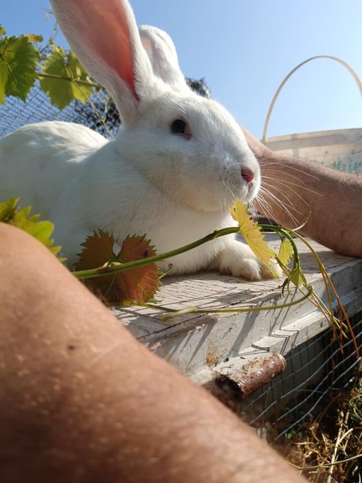 Зайци Кочовати (немска пеперуда) ЛИКВИДАЦИЯ