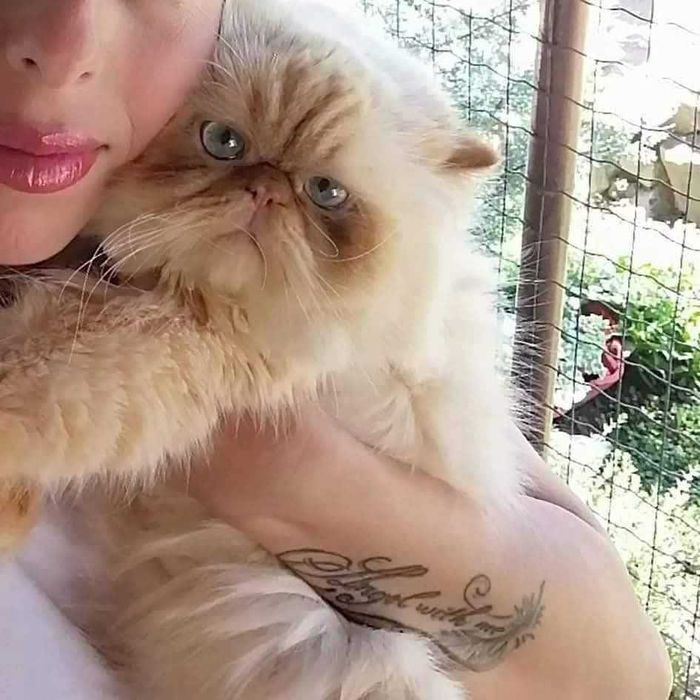 Персийски (хималайски)котенца!