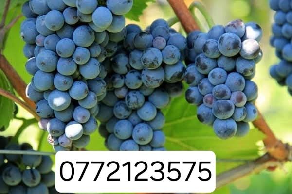 Butasi vita de vie hibrid și altoita