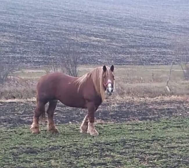 Mânz de 5 luni de vanzare