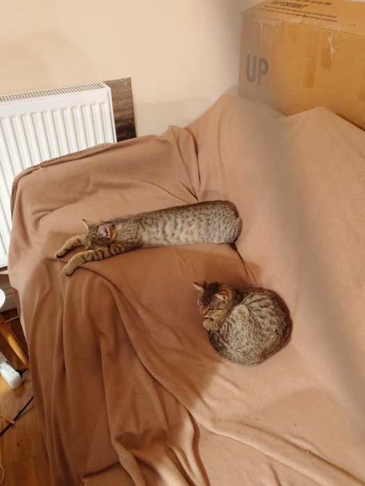 Donez 2 motani micuti