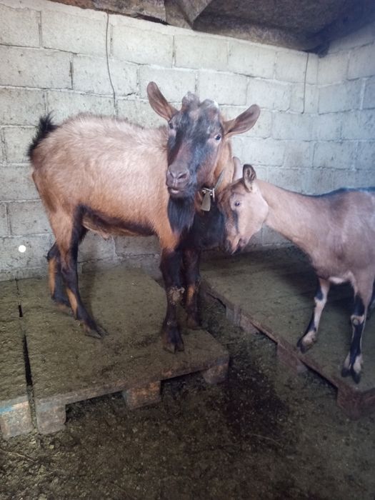 Vand țap alpin francez