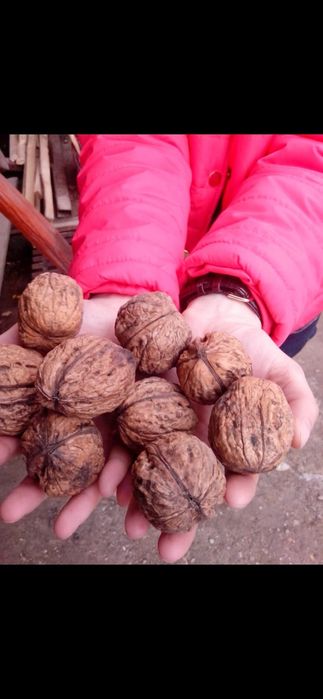 Prun.Nuci.Alun.Liliac.Cires.Aronia Meri Kaki Nectarin Migdal.Soc.Tei>R