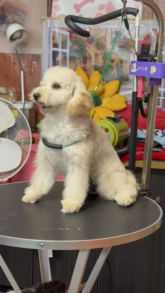 Poodle toy de vanzare