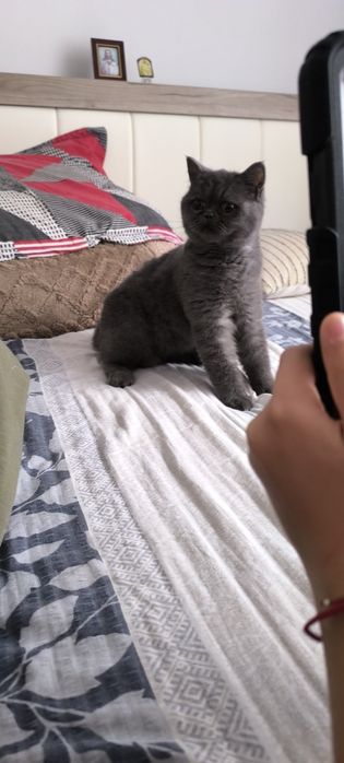 Pisica british shorthair