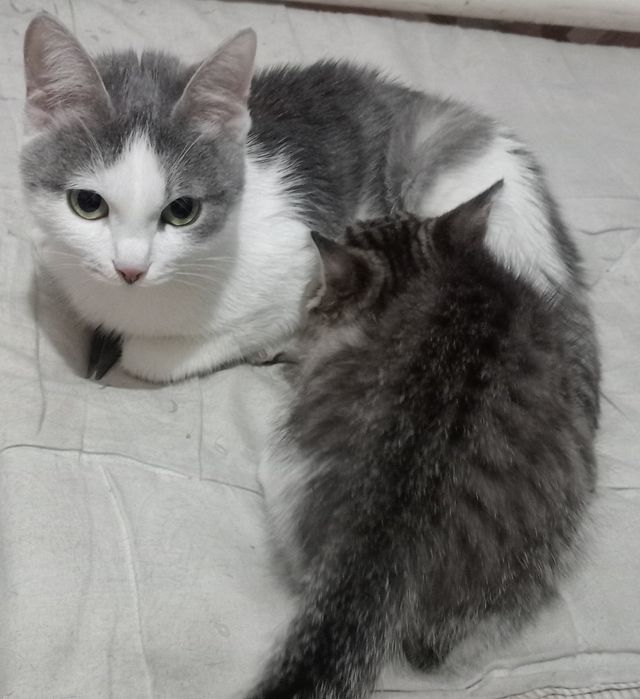 отдам даром в хорошие руки