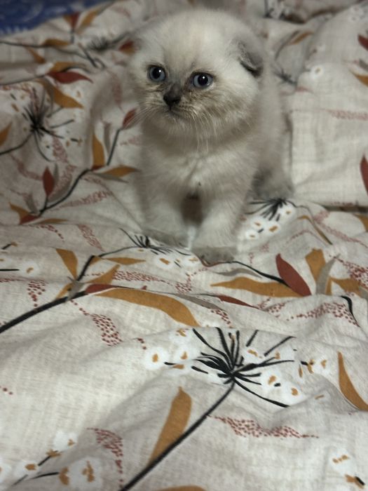 Scottish colorpoint motanel