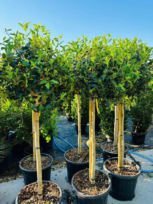 Leylandii, tuia, mesteacăn, tuia la preț de producător