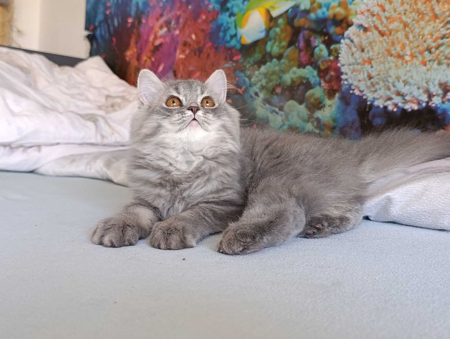 Pisica british longhair blue tabby