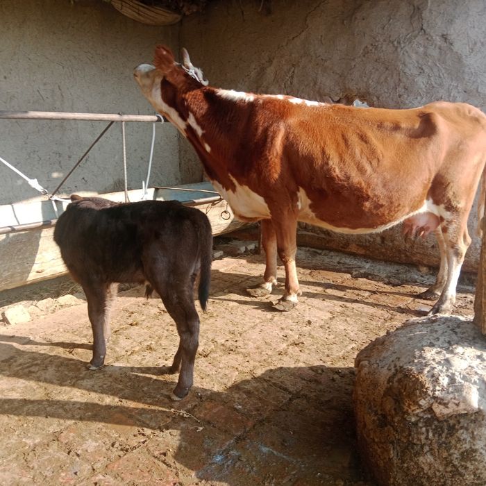 Ona bola sotiladi yeb ichishi zoʻr parodali simental gibrit