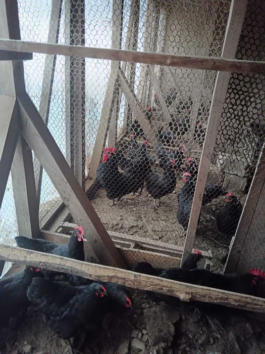 Oua de incubat gaini rasa Australorp