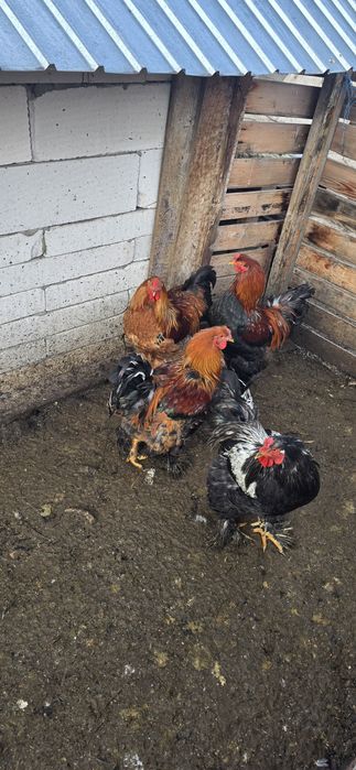 gaini încălțate tip brahma