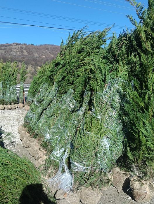 Plante Ornamentale