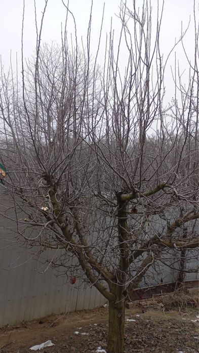 Plantăm livezi, curatare, stropiri!