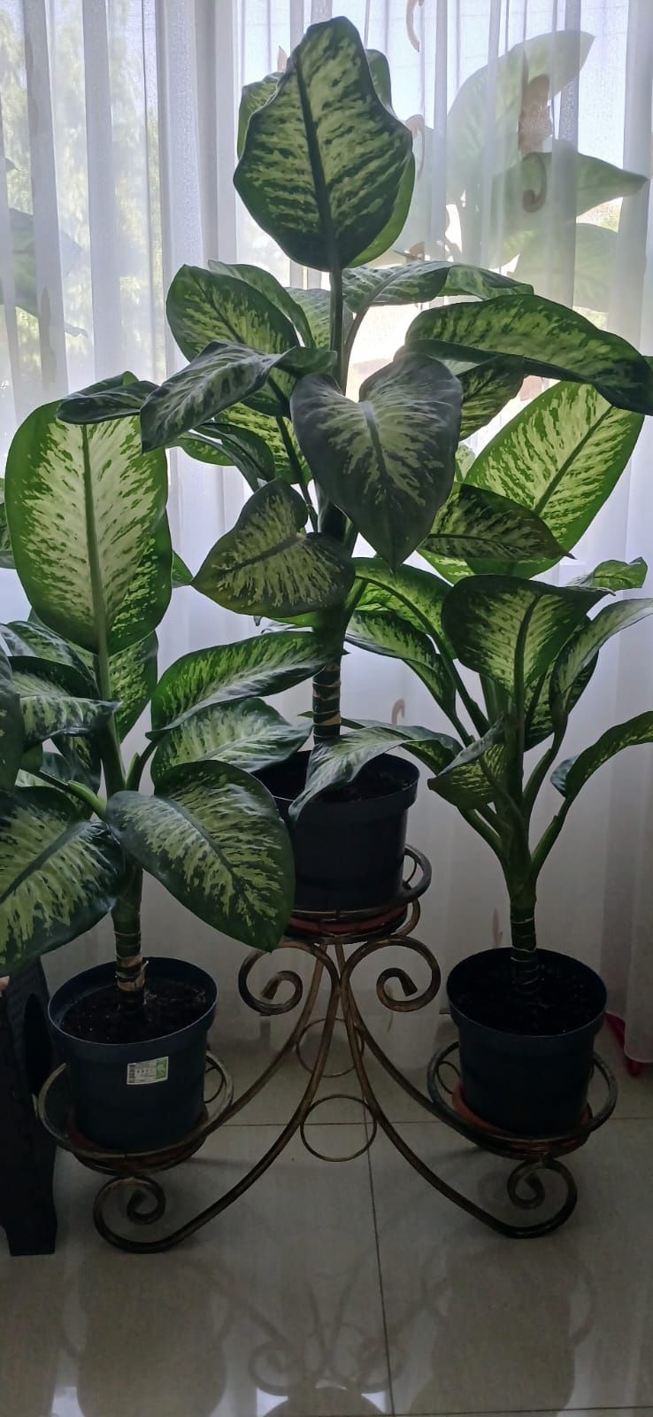 Vând flori superbe dieffenbachia