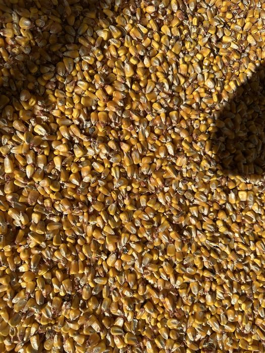 Porumb disponibil 1,30 kg