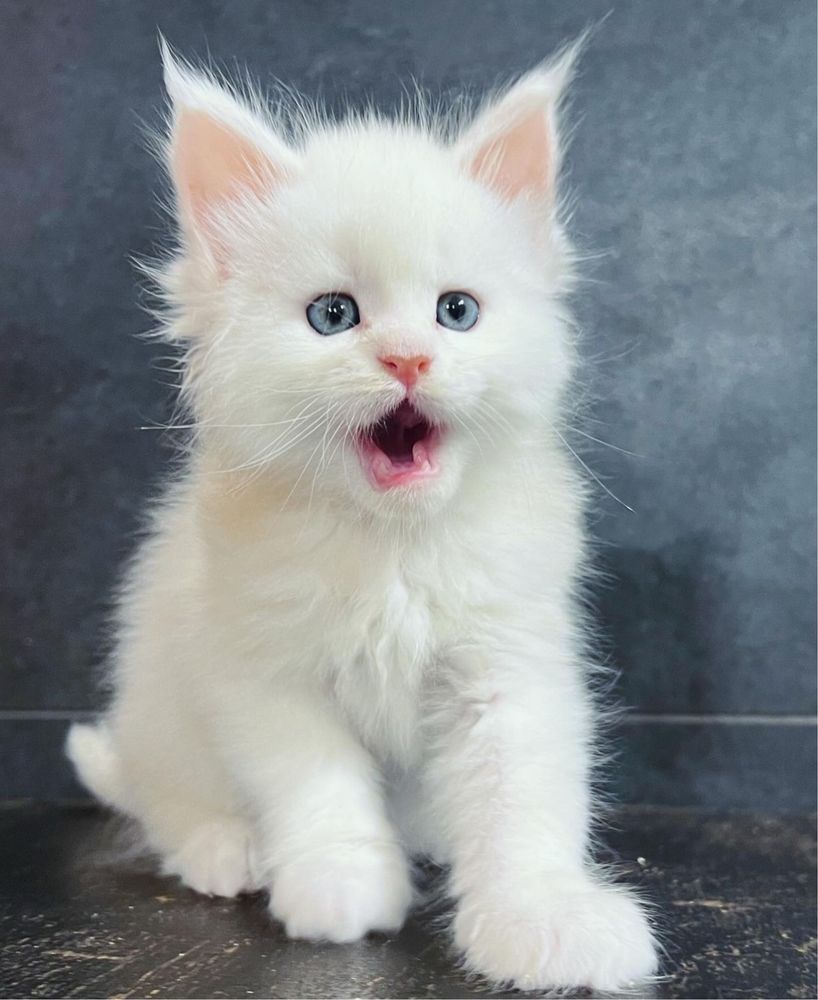 Maine Coon cu pedigree!