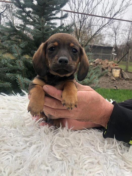 ""Cățelul tecke"...