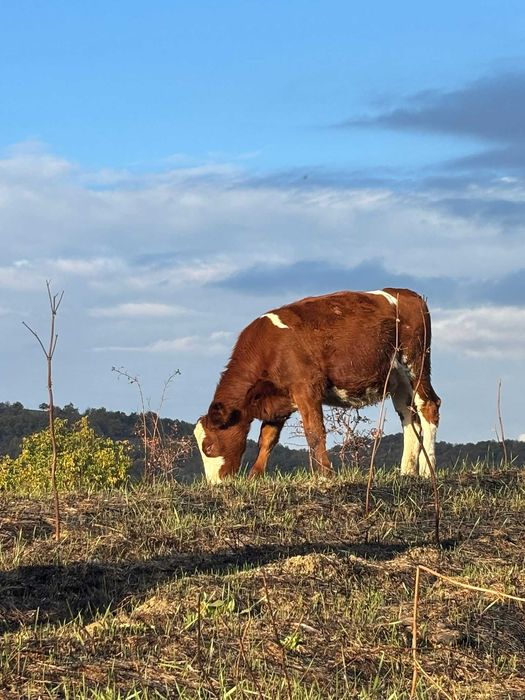 Женски месодайни телета