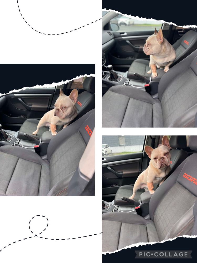 Френски булдог French buldog
