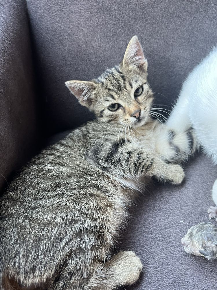 Ofer spre adoptie pisicuti