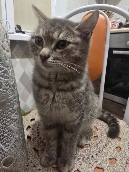 Котёнок к добрым хозяевам