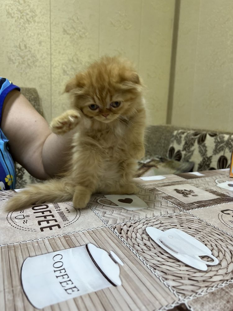 Продается котята