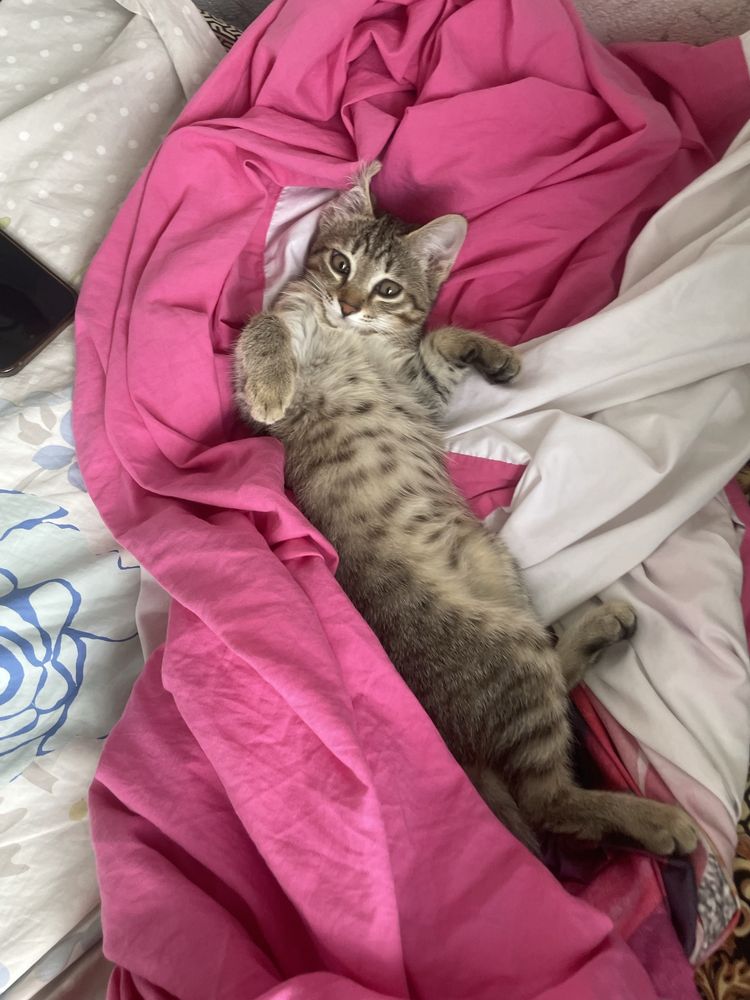 Отдам котенка в хорошие руки