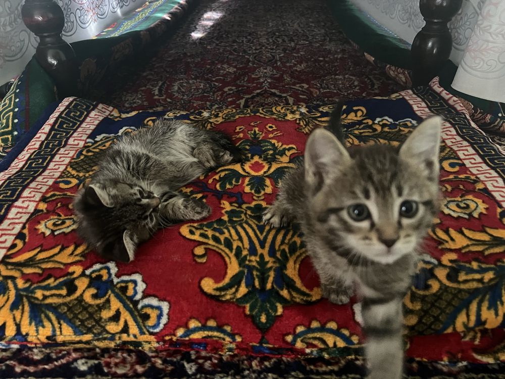 Отдам котят в хорошие руки