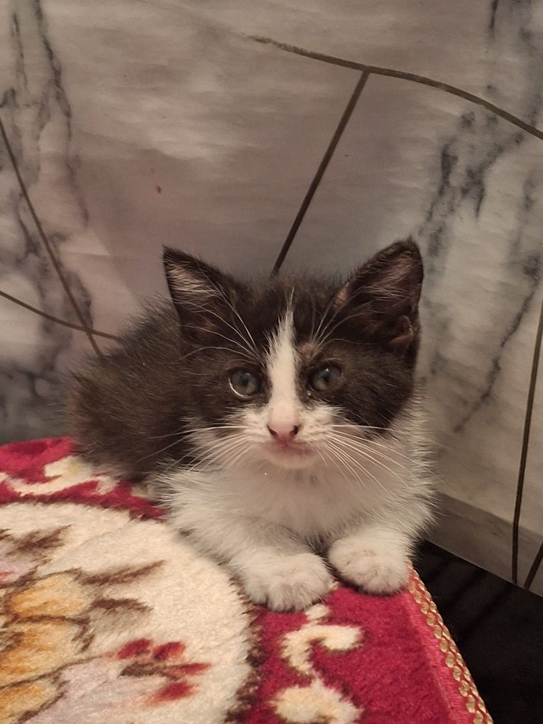 Котёнок бесплатно