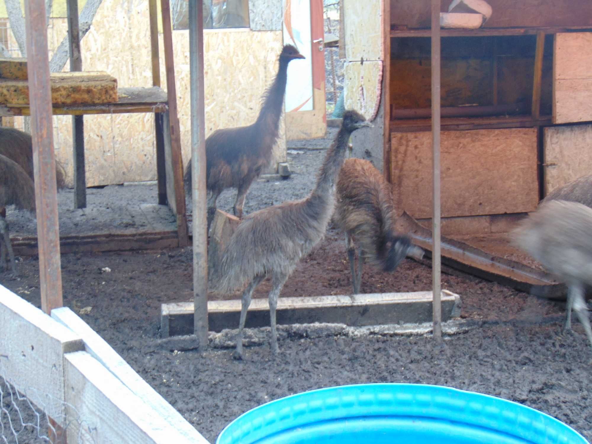Struti Emu de 8 lunii de vinzare