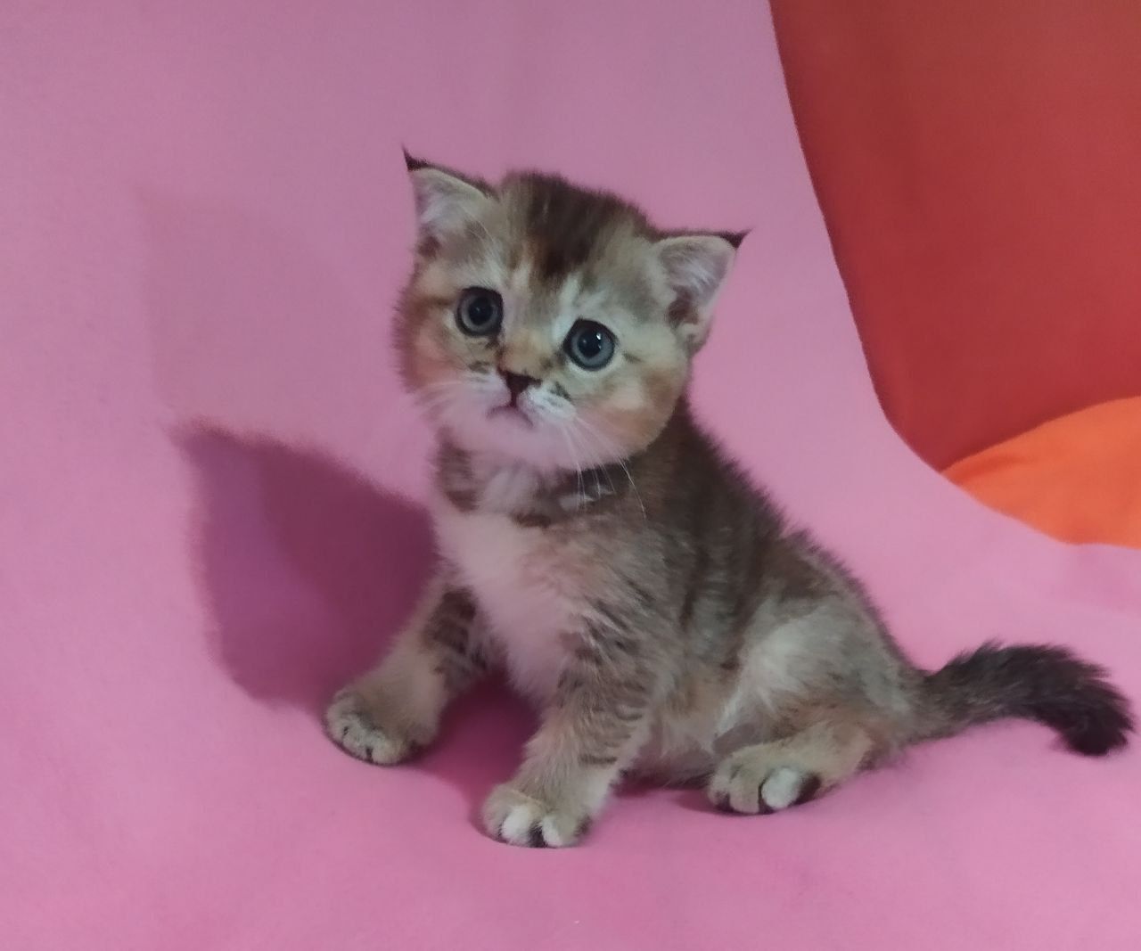 Скотиш страйт золотая Шиншила