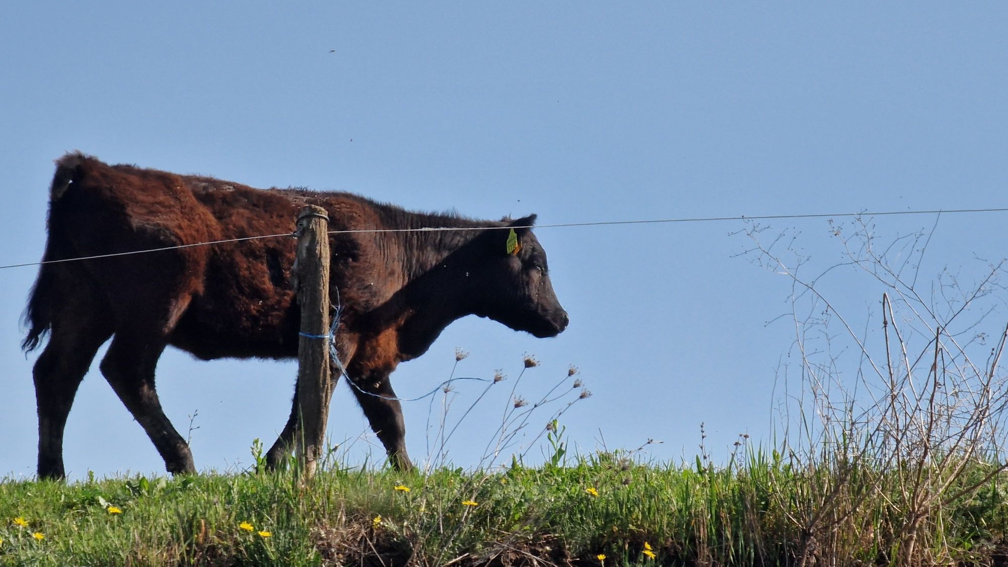 De vnzare  2 vitele Aberdeen angus