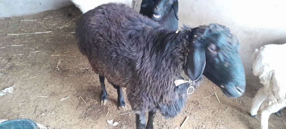 Кучкорлар сотилади галишамиз