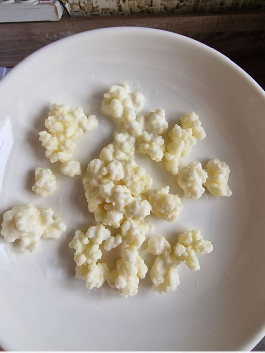 Тибетский молочный гриб. 100% качество. Продаю уже 10 лет