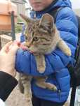 Отдам котёнка довезем до адреса