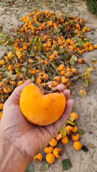 Хурмо сотилади кота