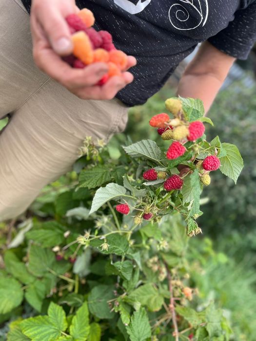 Продам дачу в Сортировке, общество Ромашка