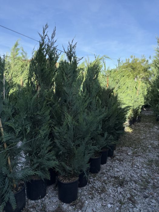 Vand leylandi calitate extra diferite dimensiuni