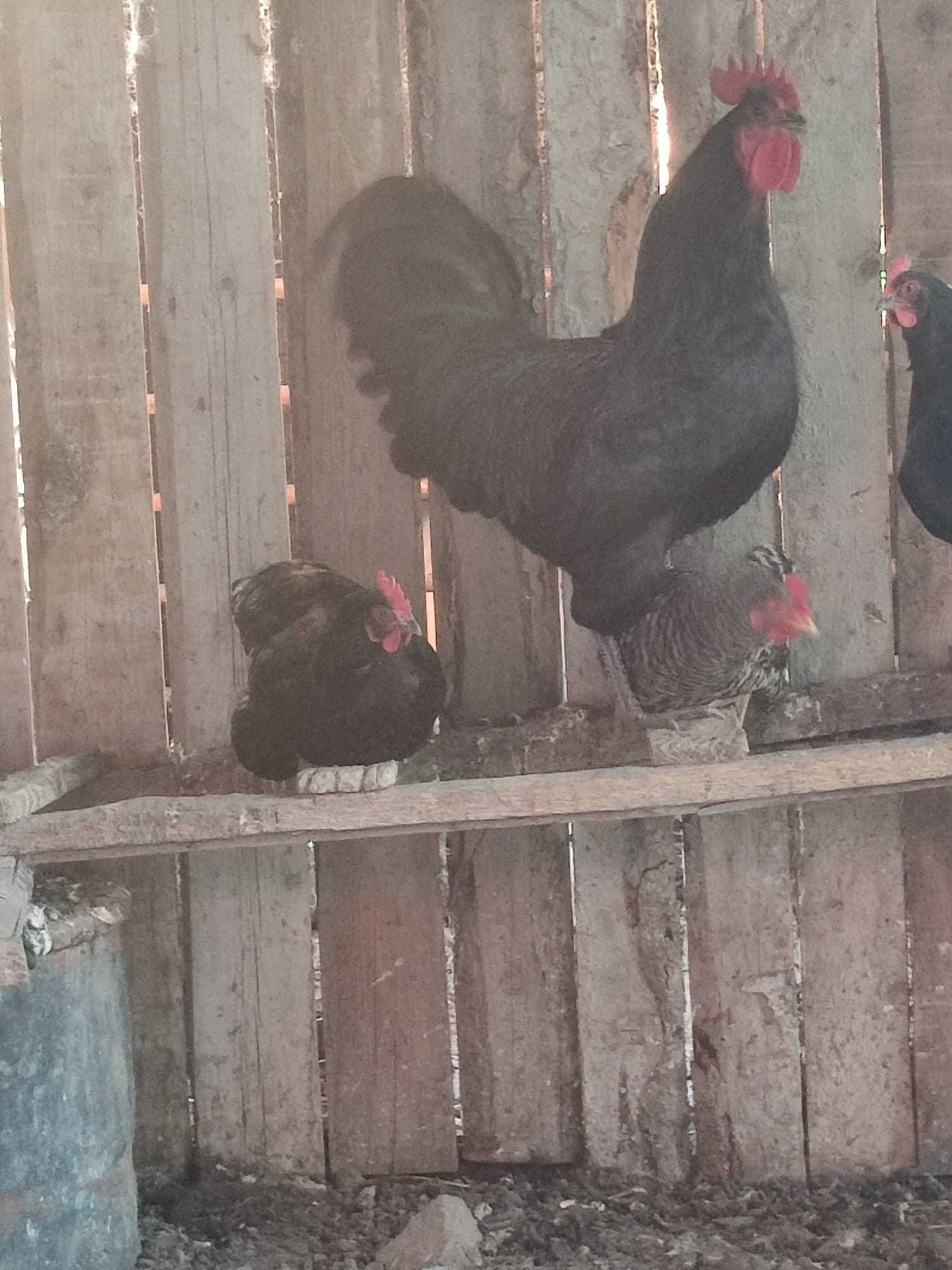 cocos negru Australorp