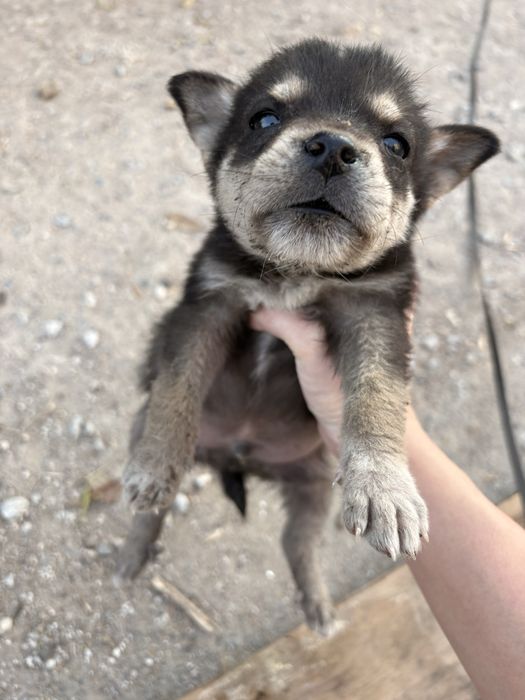 Ищем для щенят дом