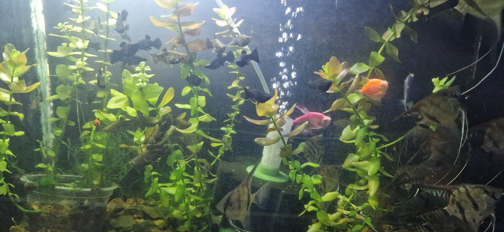 Продаю аквариумные рыбки